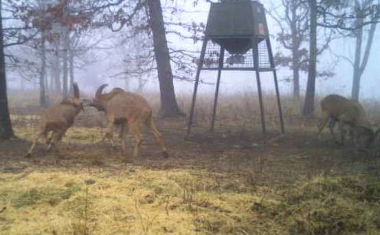 Aoudad Sheep Hunts